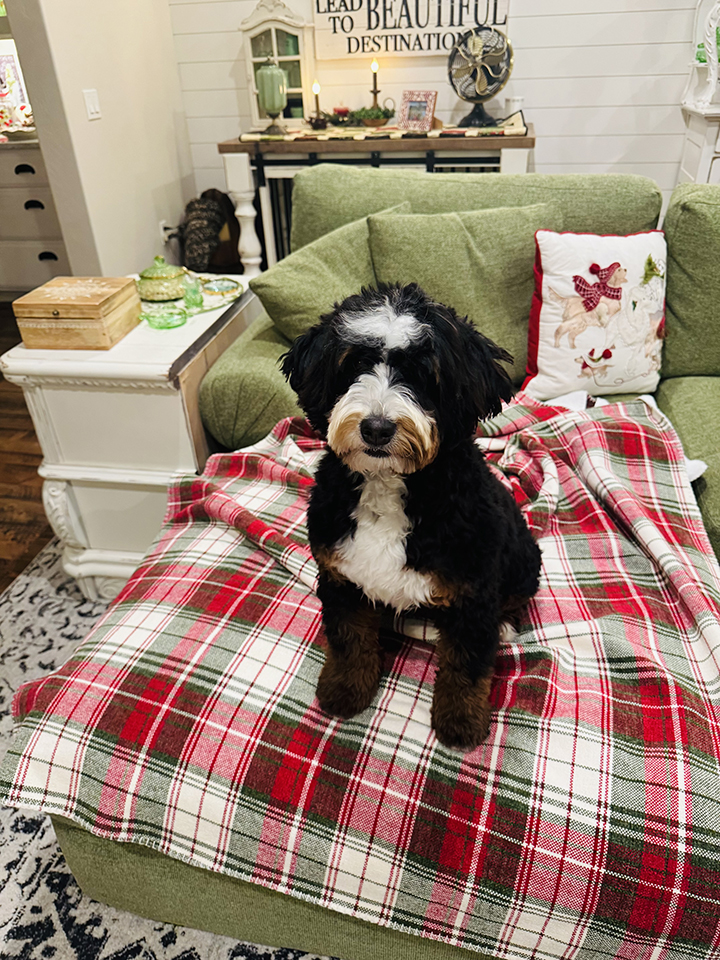 Piper IMG_0015