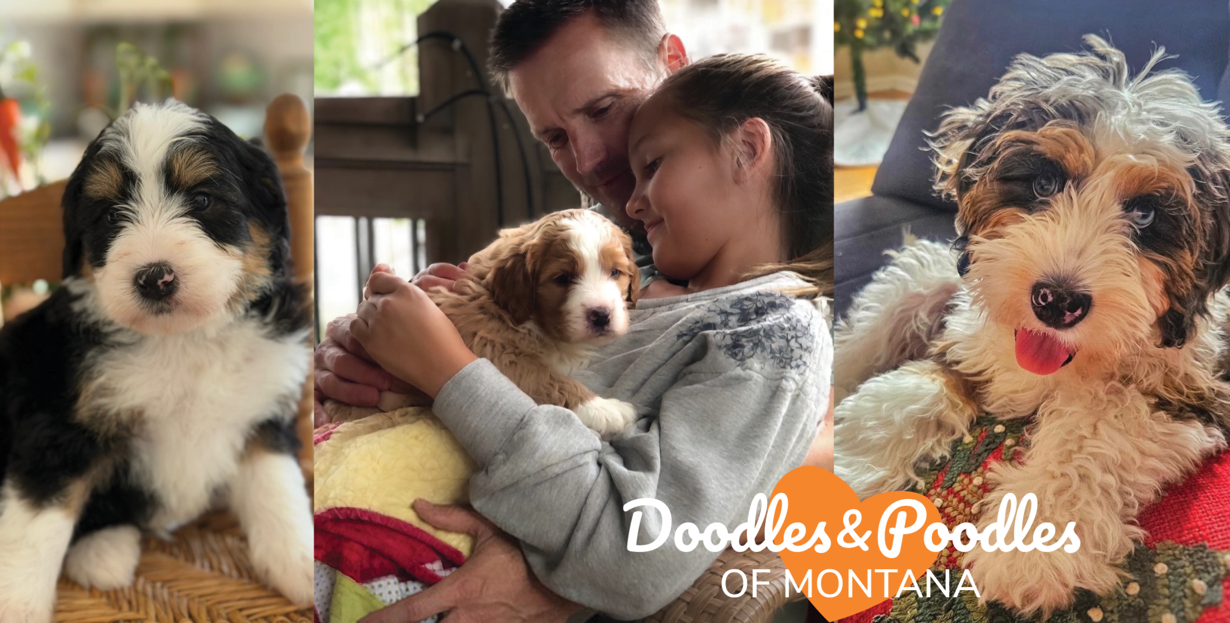 Doodles and Poodles of Montana