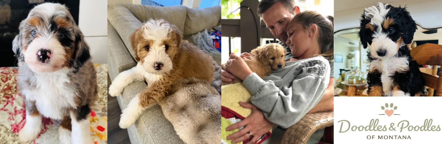 Doodles and Poodles of Montana